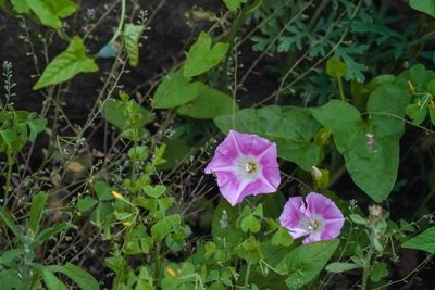 Calystegia hederacea, photographed by WATANABE Hitoshi 渡辺仁