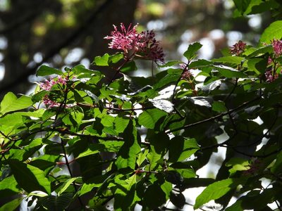 Fuchsia paniculata, photographed by Grete Pasch