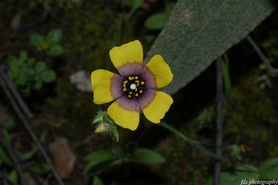 Tuberaria guttata, photographed by davidfdz_b82