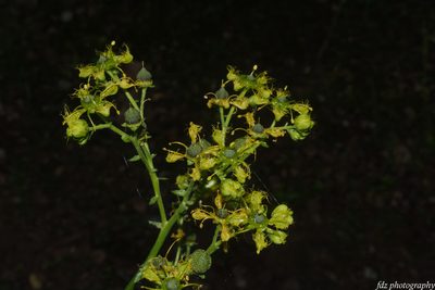 Ruta angustifolia, photographed by davidfdz_b82