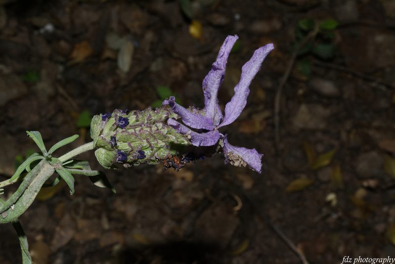 Lavandula stoechas, photographed by davidfdz_b82