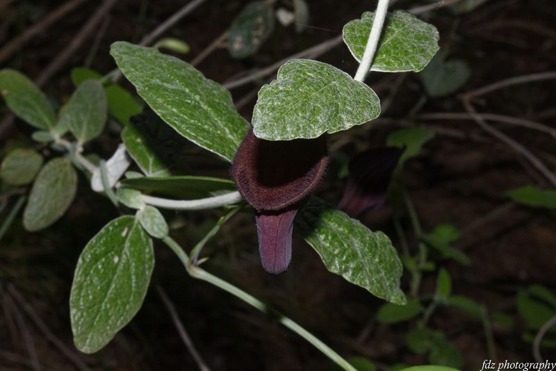 Aristolochia baetica, photographed by davidfdz_b82