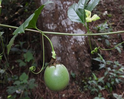 Passiflora edulis, photographed by Grete Pasch