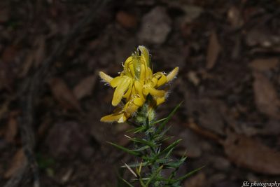 Genista hirsuta, photographed by davidfdz_b82