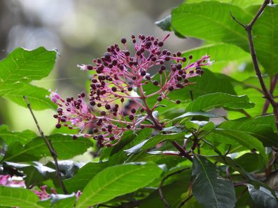 Fuchsia paniculata, photographed by Grete Pasch