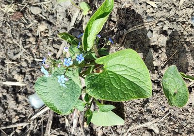 Brunnera sibirica, photographed by Yurii Basov