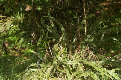 Cranfillia fluviatilis, photographed by Christopher Stephens