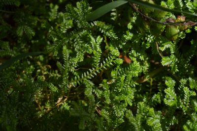 Selaginella kraussiana, photographed by Christopher Stephens