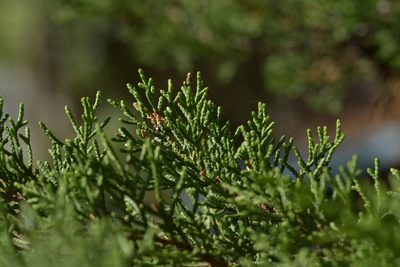 Hesperocyparis macrocarpa, photographed by Christopher Stephens
