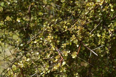 Coprosma rhamnoides, photographed by Christopher Stephens
