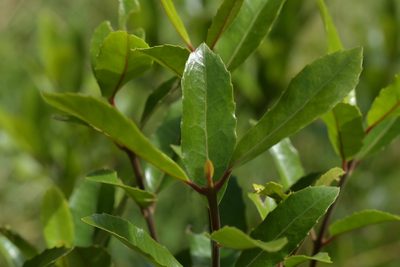 Hedycarya arborea, photographed by Christopher Stephens