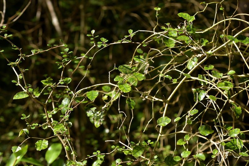 Carpodetus serratus, photographed by Christopher Stephens