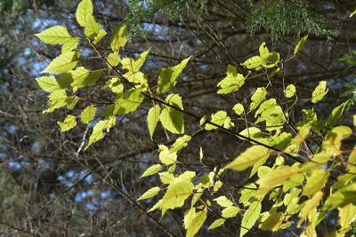 Aristotelia serrata, photographed by Christopher Stephens