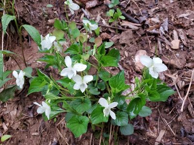 Viola striata, photographed by Tom Field