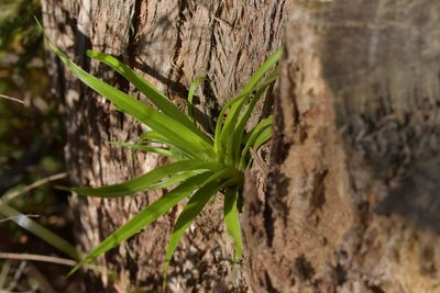Astelia hastata, photographed by Christopher Stephens