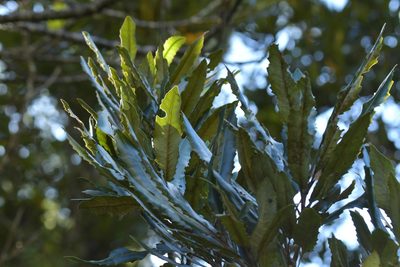 Knightia excelsa, photographed by Christopher Stephens