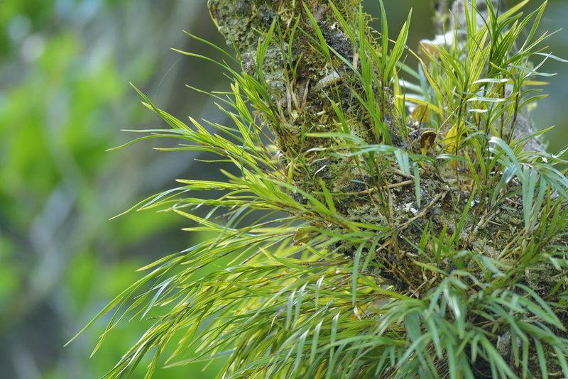 Earina mucronata, photographed by Christopher Stephens
