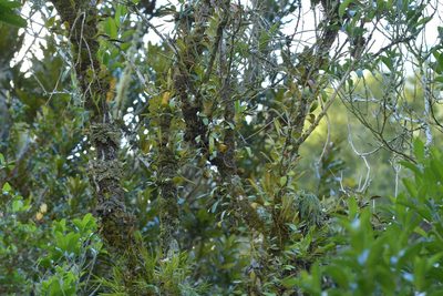 Pyrrosia eleagnifolia, photographed by Christopher Stephens