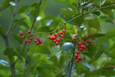 Ripogonum scandens, photographed by Christopher Stephens