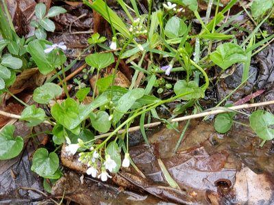 Cardamine bulbosa, photographed by Tom Field