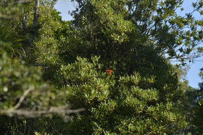 Metrosideros fulgens, photographed by Christopher Stephens