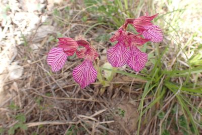 Anacamptis papilionacea, photographed by Sarah Faulwetter