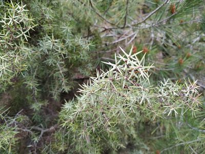 Juniperus oxycedrus, photographed by Joan C. Hinojosa