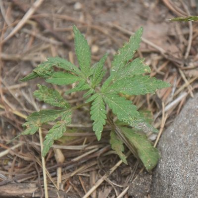 Cannabis sativa, photographed by Name