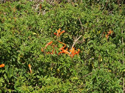 Tecomaria capensis, photographed by Shaun Swanepoel