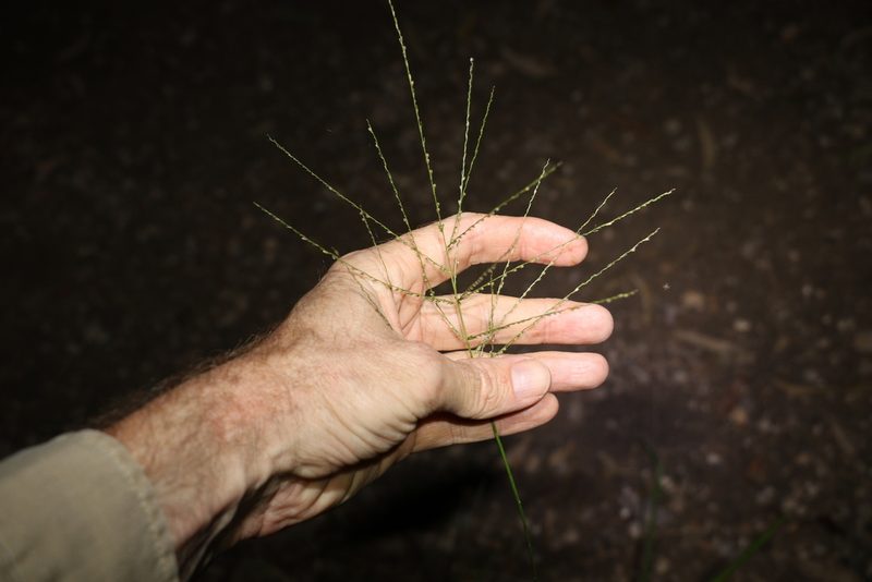Digitaria parviflora, photographed by Greg Tasney