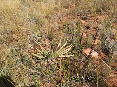Boophone disticha, photographed by Ricus Nel