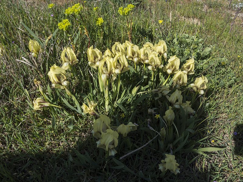 Iris suaveolens, photographed by katunchik