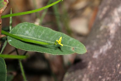 Tricoryne anceps, photographed by Greg Tasney