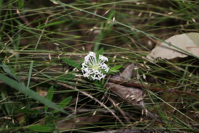 Pimelea linifolia, photographed by Greg Tasney