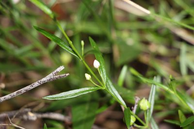 Cyanothamnus polygalifolius, photographed by Greg Tasney