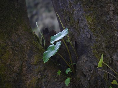 Remusatia vivipara, photographed by Dinesh Valke