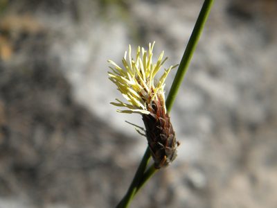 Ficinia deusta, photographed by Tim Kirsten