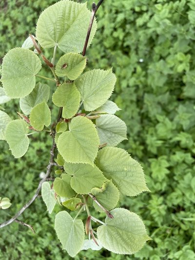 Tilia tomentosa, photographed by Steven Cross