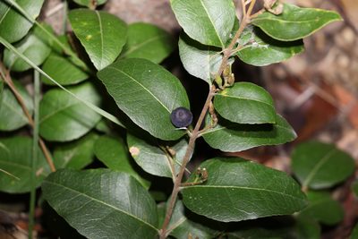 Notelaea ovata, photographed by Greg Tasney