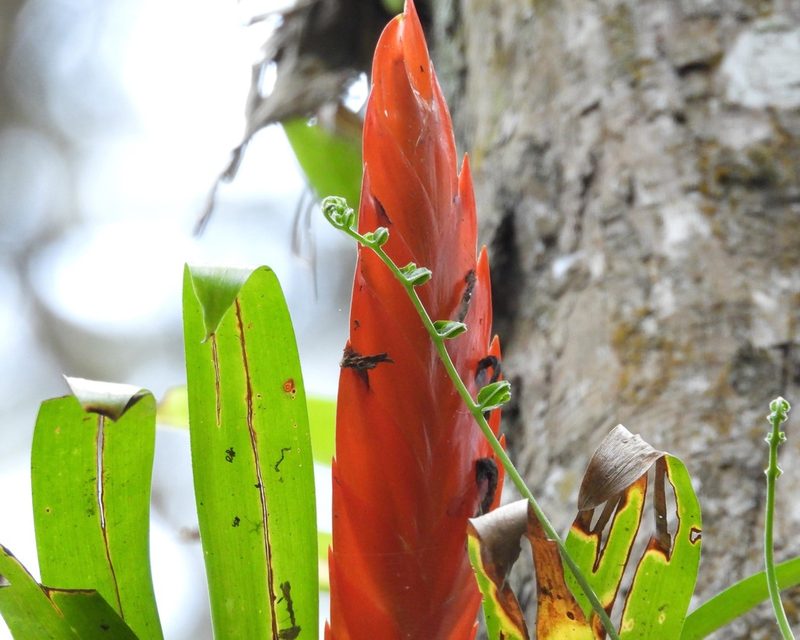 Tillandsia multicaulis, photographed by Grete Pasch