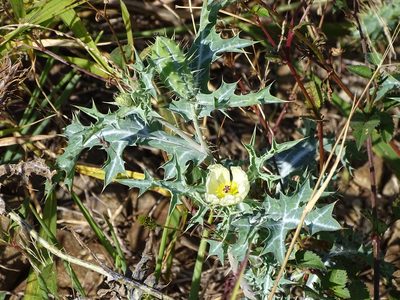 Argemone ochroleuca, photographed by Shaun Swanepoel