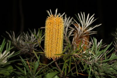 Banksia spinulosa, photographed by Greg Tasney