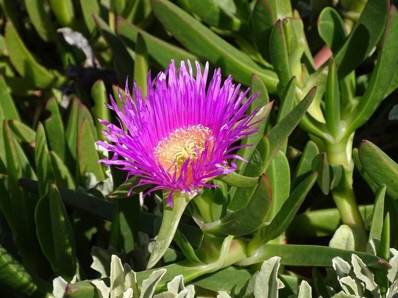 Carpobrotus deliciosus, photographed by Shaun Swanepoel