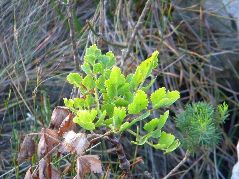 Notobubon galbanum, photographed by Tim Kirsten