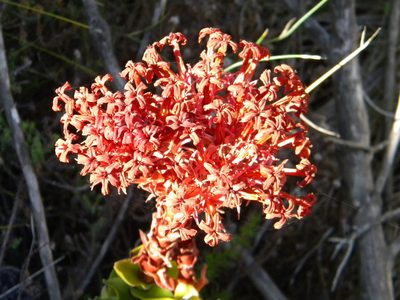 Crassula coccinea, photographed by Tim Kirsten