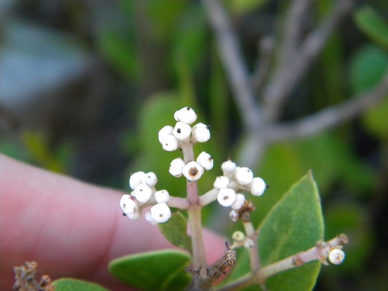 Olea capensis, photographed by Tim Kirsten