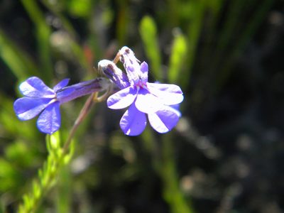 Lobelia pinifolia, photographed by Tim Kirsten