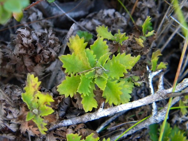 Osmitopsis dentata, photographed by Tim Kirsten