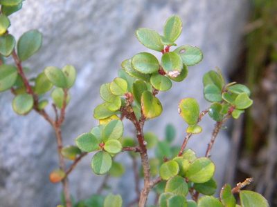 Myrsine africana, photographed by Tim Kirsten