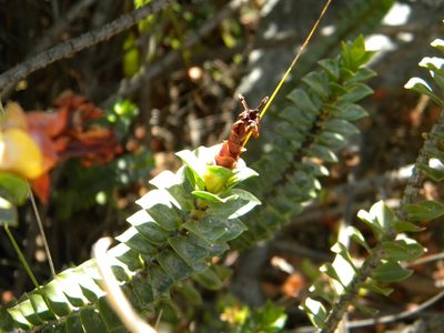 Penaea sarcocolla, photographed by Tim Kirsten